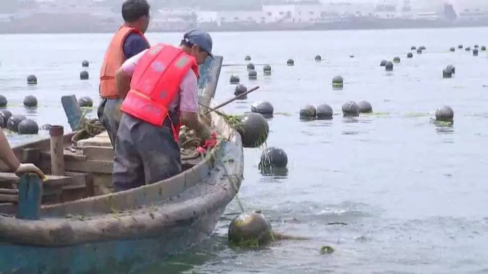 好好的胶州湾成了麻子脸 有的偷着搞养殖(图)