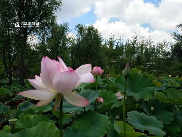 高清:世博园睡莲荷花盛放 清香袭人如临江南