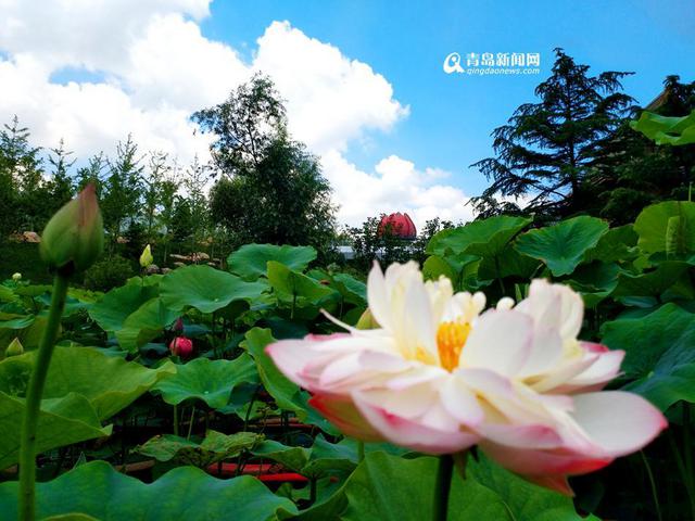 高清:世博园睡莲荷花盛放 清香袭人如临江南