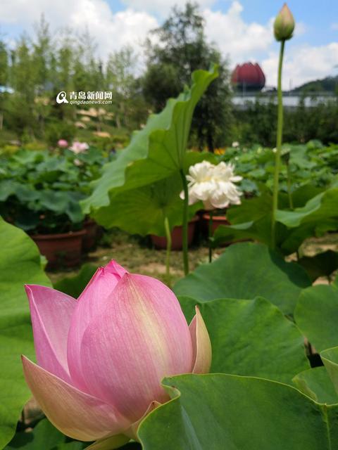 高清:世博园睡莲荷花盛放 清香袭人如临江南