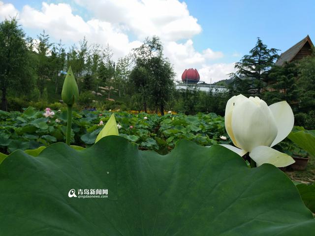高清:世博园睡莲荷花盛放 清香袭人如临江南
