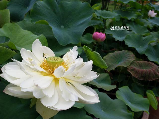 高清:世博园睡莲荷花盛放 清香袭人如临江南