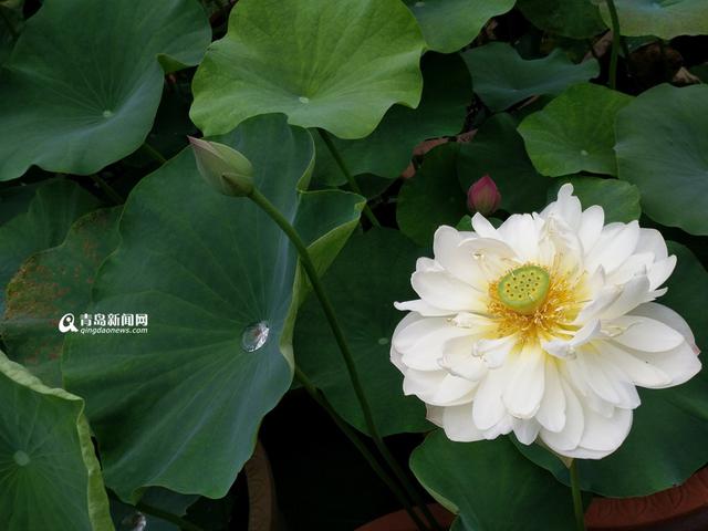 高清:世博园睡莲荷花盛放 清香袭人如临江南