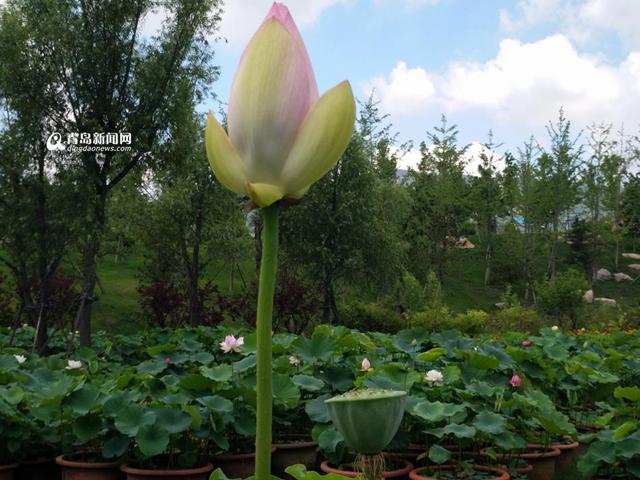 高清:世博园睡莲荷花盛放 清香袭人如临江南