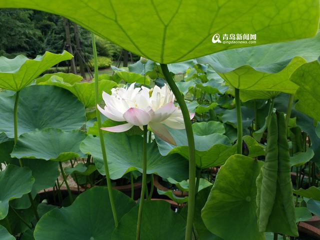 高清:世博园睡莲荷花盛放 清香袭人如临江南
