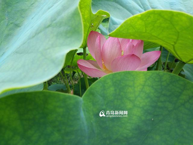 高清:世博园睡莲荷花盛放 清香袭人如临江南