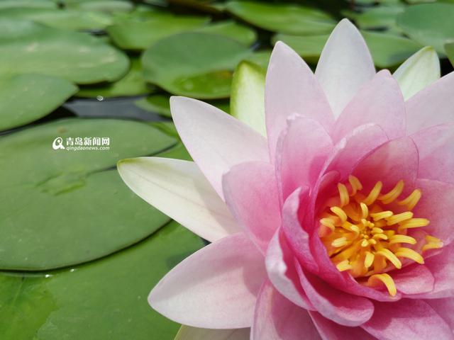 高清:世博园睡莲荷花盛放 清香袭人如临江南
