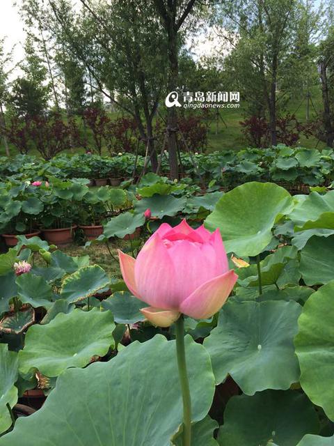 高清:世博园睡莲荷花盛放 清香袭人如临江南