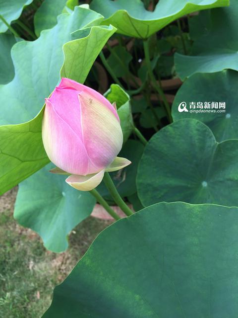 高清:世博园睡莲荷花盛放 清香袭人如临江南
