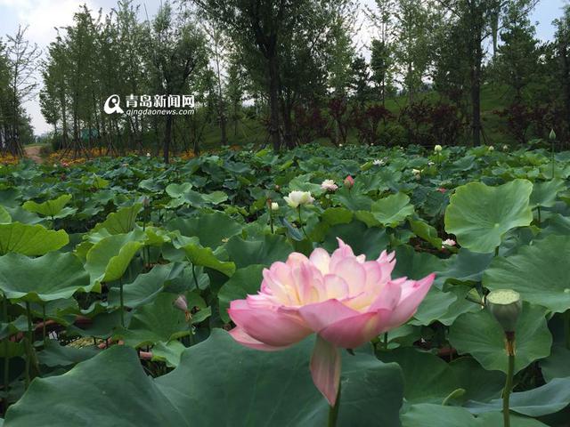 高清:世博园睡莲荷花盛放 清香袭人如临江南