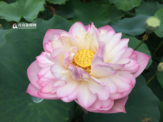 高清:世博园睡莲荷花盛放 清香袭人如临江南
