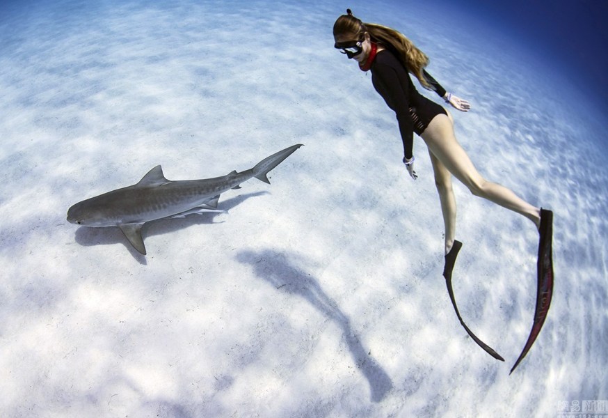 美女水下与鲨鱼共舞 抚摸鲨鱼肚子