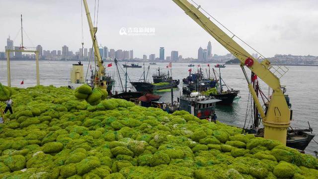 青岛已清理浒苔超7万吨 青岛已清理浒苔超7万吨