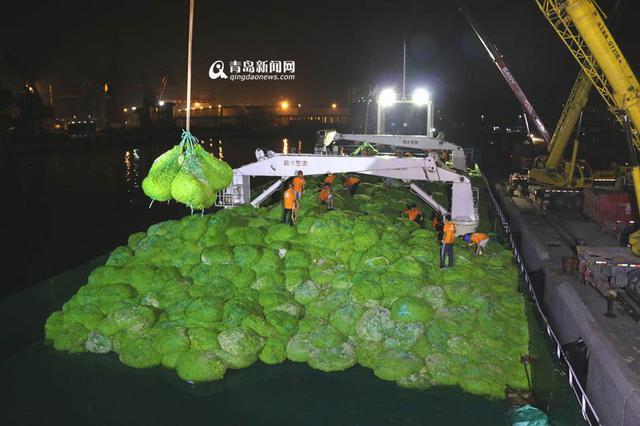 青岛已清理浒苔超7万吨 青岛已清理浒苔超7万吨