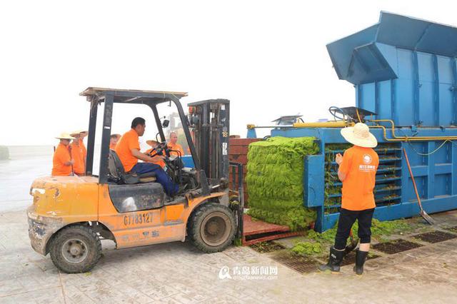 青岛已清理浒苔超7万吨 青岛已清理浒苔超7万吨