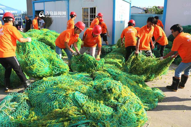 青岛已清理浒苔超7万吨 青岛已清理浒苔超7万吨