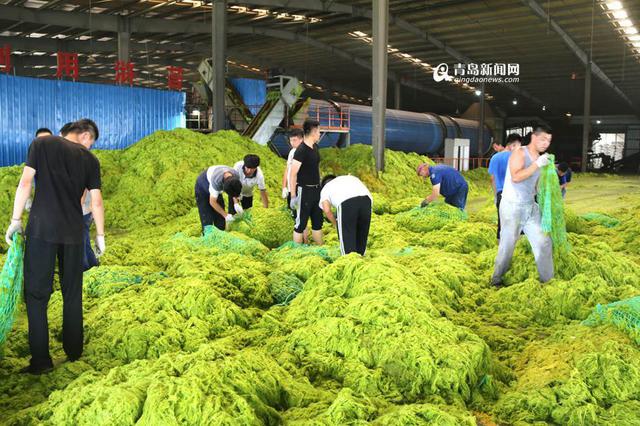 青岛已清理浒苔超7万吨 青岛已清理浒苔超7万吨