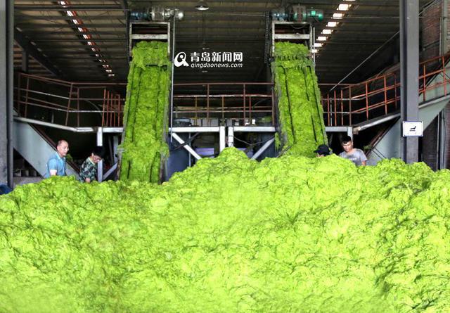 青岛已清理浒苔超7万吨 青岛已清理浒苔超7万吨