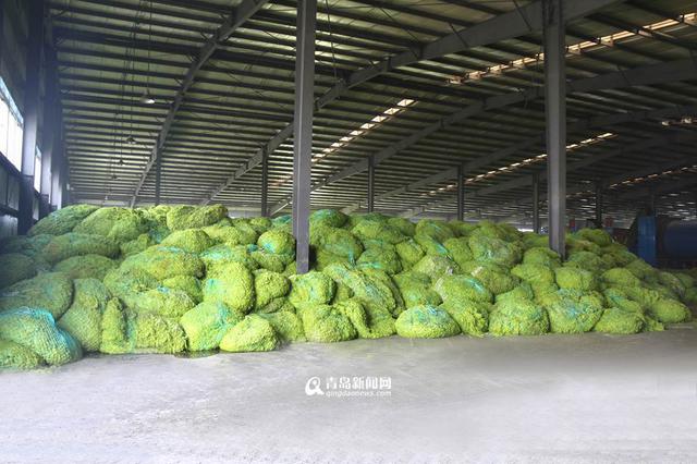 青岛已清理浒苔超7万吨 青岛已清理浒苔超7万吨
