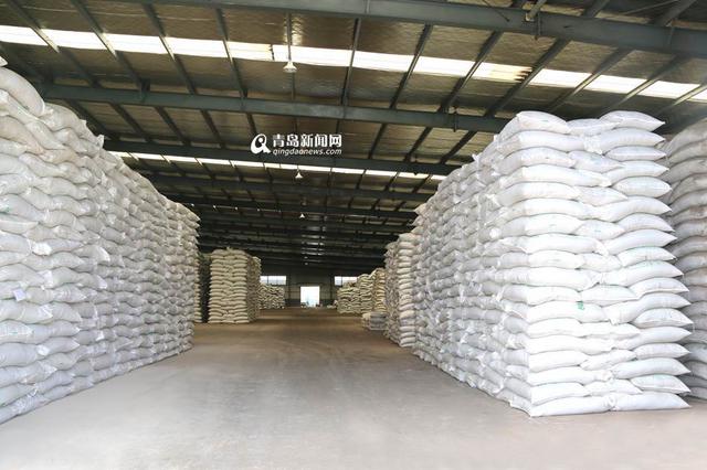 青岛已清理浒苔超7万吨 青岛已清理浒苔超7万吨