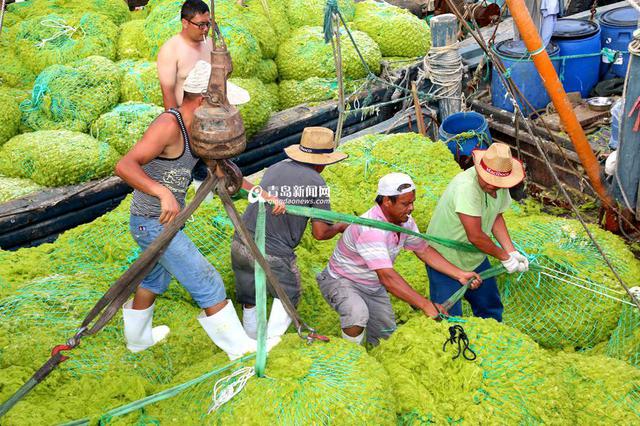 青岛已清理浒苔超7万吨 青岛已清理浒苔超7万吨