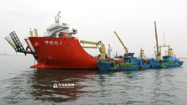 青岛已清理浒苔超7万吨 青岛已清理浒苔超7万吨