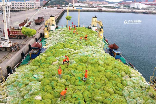 青岛已清理浒苔超7万吨 青岛已清理浒苔超7万吨