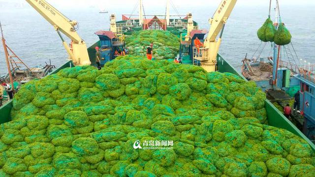 青岛已清理浒苔超7万吨 青岛已清理浒苔超7万吨