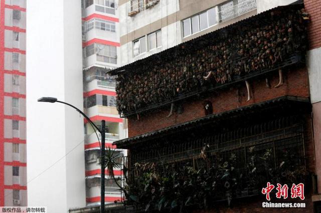 组图:委内瑞拉男子收集玩偶 挤满阳台景象骇人