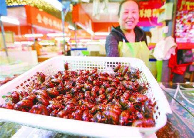 知了猴上市60元一斤 养殖者每晚能收获两万只