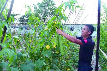 边检老兵非洲种青岛菜 苦干一月晒掉四层皮(图)