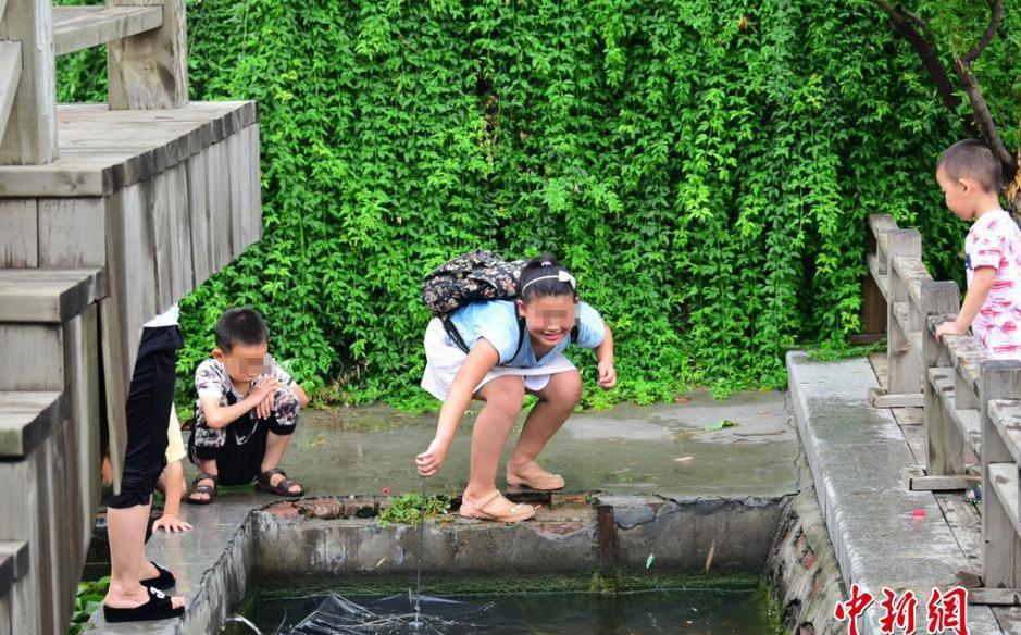 郑州荷花池观赏金鱼遭捕捞 雨伞变捕鱼神器