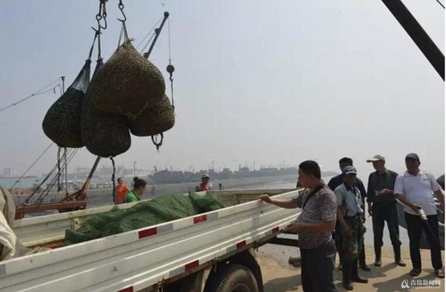  红岛蛤蜊是这样端上咱餐桌的