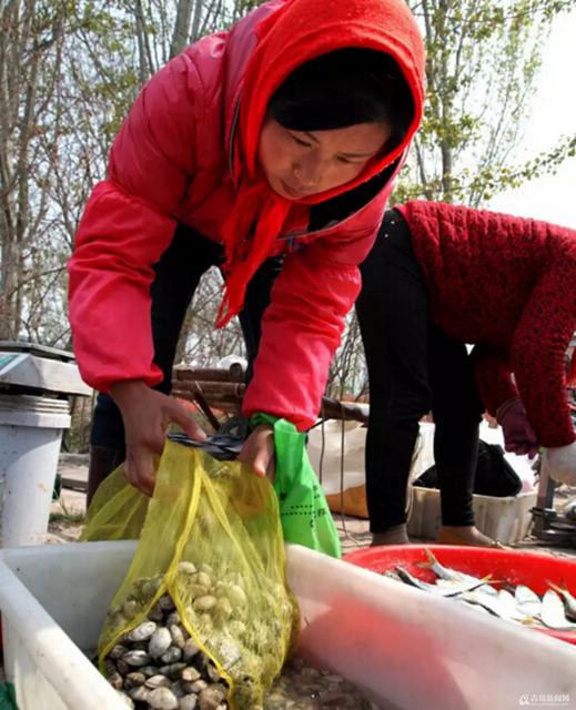  红岛蛤蜊是这样端上咱餐桌的
