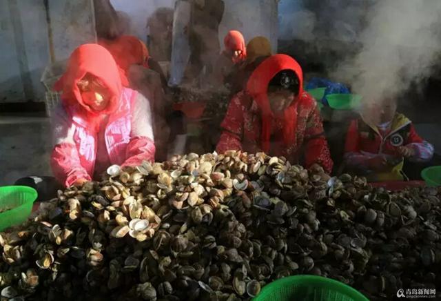  红岛蛤蜊是这样端上咱餐桌的