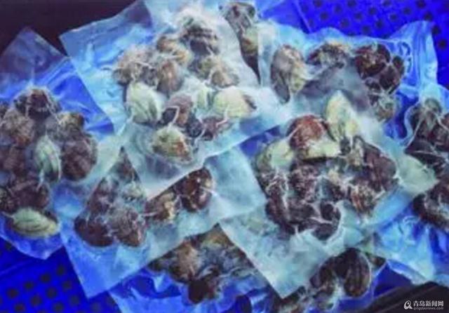  红岛蛤蜊是这样端上咱餐桌的