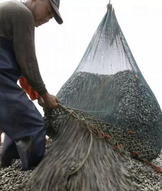  红岛蛤蜊是这样端上咱餐桌的