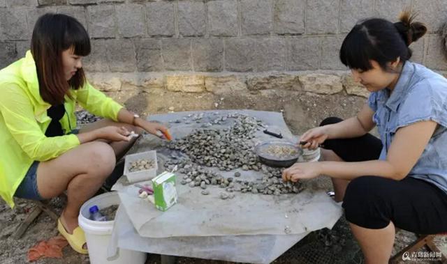  红岛蛤蜊是这样端上咱餐桌的