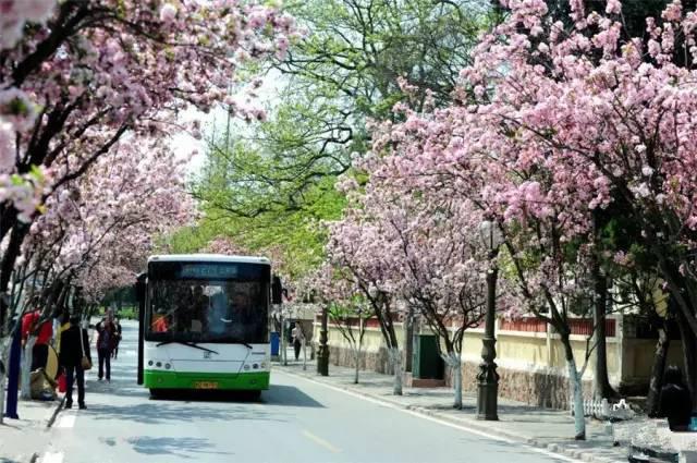 组图:青岛最适合压马路的10条街，你走过几条