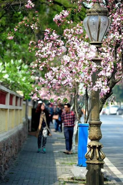 组图:青岛最适合压马路的10条街，你走过几条