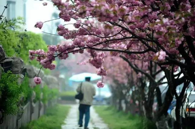 组图:青岛最适合压马路的10条街，你走过几条