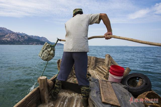 高清：实拍崂山海蜇大丰收 渔民一天捕万斤