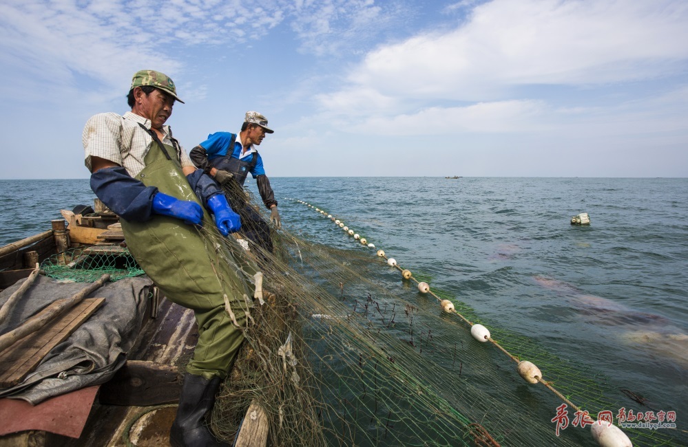 高清：实拍崂山海蜇大丰收 渔民一天捕万斤
