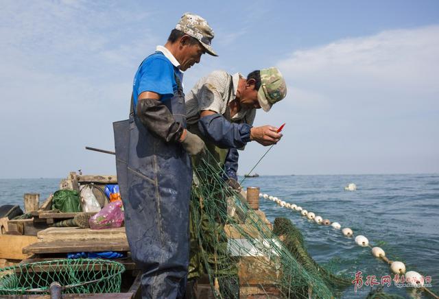 高清：实拍崂山海蜇大丰收 渔民一天捕万斤
