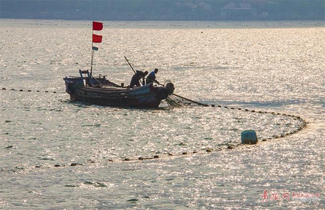 高清：实拍崂山海蜇大丰收 渔民一天捕万斤