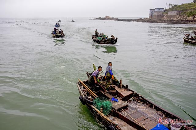 高清：实拍崂山海蜇大丰收 渔民一天捕万斤