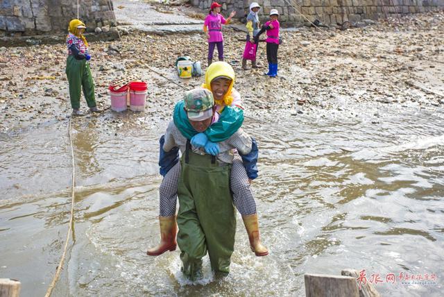 高清：实拍崂山海蜇大丰收 渔民一天捕万斤