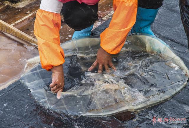 高清：实拍崂山海蜇大丰收 渔民一天捕万斤