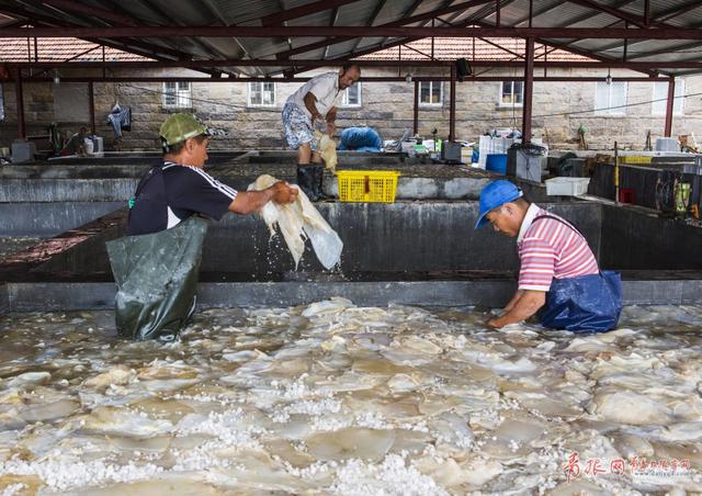 高清：实拍崂山海蜇大丰收 渔民一天捕万斤
