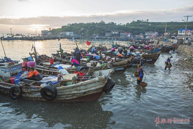 高清：实拍崂山海蜇大丰收 渔民一天捕万斤